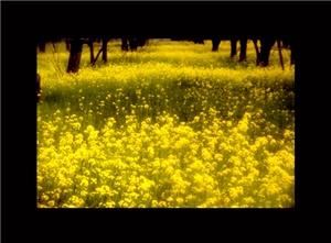 Craig Scoffone Studios