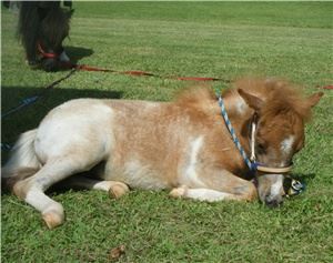 Rowdys Rascals Pony Parties and Petting Zoo