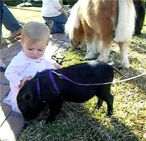 Rowdys Rascals Pony Parties and Petting Zoo