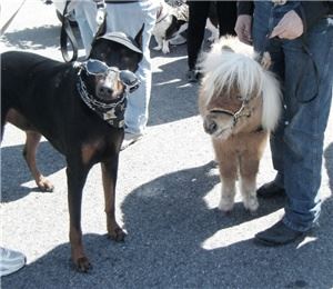 Rowdys Rascals Pony Parties and Petting Zoo