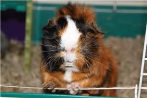 Honey Hill Farm 41018