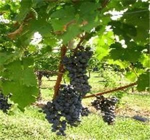 Fontaine Wedding & Events