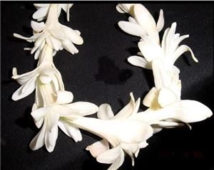 My Fair Lady Flowers