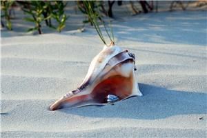 Two Guys and a Wedding