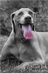 Portrait Ink Photography