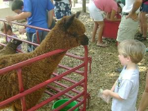 Cock-A-Doodle-Doo Petting Zoo - Orlando
