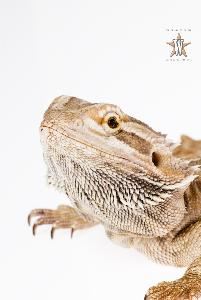 Scales & Tails Utah, Inc.