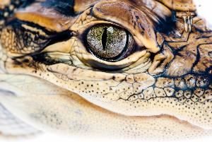 Scales & Tails Utah, Inc.