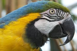 Scales & Tails Utah, Inc.