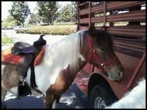 Pony Rides by Nancy & Petting Zoo