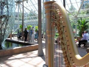 Harpist Serena O'Meara