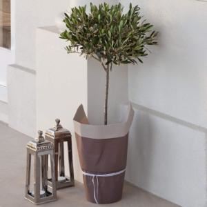 Colonial House of Flowers